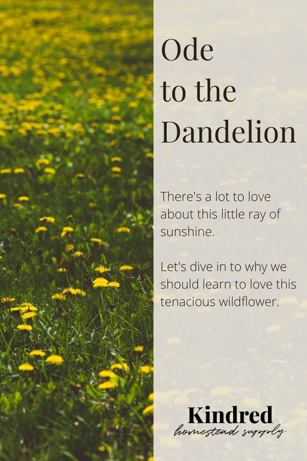 Ode to the Dandelion