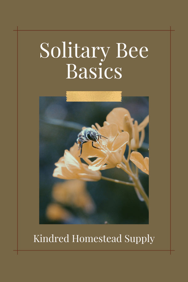 Solitary Bee Basics