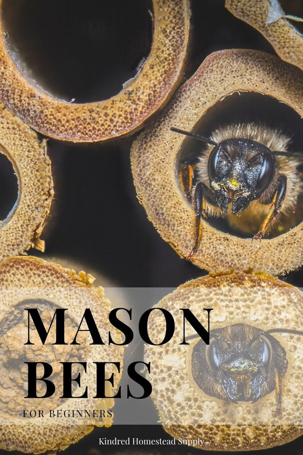 Mason Bees for Beginners